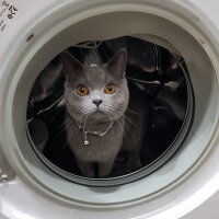 British Shorthair, Kedi  Darwin fotoğrafı