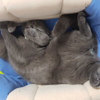 British Shorthair, Kedi  Darwin fotoğrafı