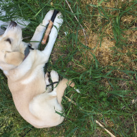 Labrador Retriever, Köpek  Ares fotoğrafı