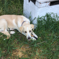 Labrador Retriever, Köpek  Ares fotoğrafı