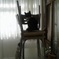 Tuxedo (Smokin) Kedi, Kedi  Kıtır fotoğrafı