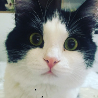 Tuxedo (Smokin) Kedi, Kedi  Yoda fotoğrafı