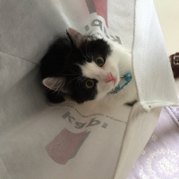 Tuxedo (Smokin) Kedi, Kedi  Yoda fotoğrafı