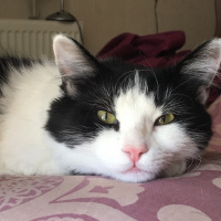 Tuxedo (Smokin) Kedi, Kedi  Yoda fotoğrafı