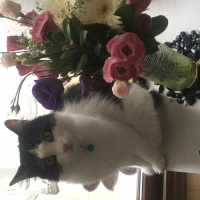 Tuxedo (Smokin) Kedi, Kedi  Yoda fotoğrafı