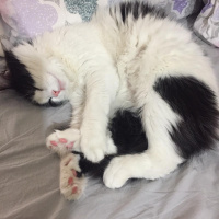 Tuxedo (Smokin) Kedi, Kedi  Yoda fotoğrafı