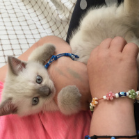 British Shorthair, Kedi  Mecnun fotoğrafı