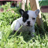 Fransız Bulldog, Köpek  Bella fotoğrafı