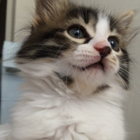 Norwegian Forest, Kedi  Sushi fotoğrafı