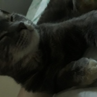 Tekir Kedi, Kedi  Yamyam fotoğrafı