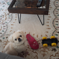 Pekingese, Köpek  Şans fotoğrafı