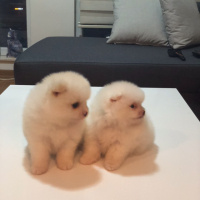 Pomeranyalı, Köpek  ALTIN VE GÜMÜŞ fotoğrafı