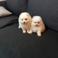 Pomeranyalı, Köpek  ALTIN VE GÜMÜŞ fotoğrafı