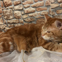 Tekir Kedi, Kedi  Maya fotoğrafı