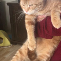 Tekir Kedi, Kedi  Maya fotoğrafı