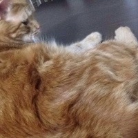 Tekir Kedi, Kedi  Maya fotoğrafı