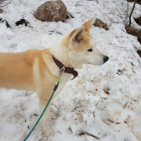 Akita İnu, Köpek  Hachiko fotoğrafı