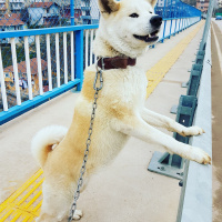Akita İnu, Köpek  Hachiko fotoğrafı