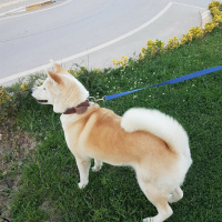 Akita İnu, Köpek  Hachiko fotoğrafı