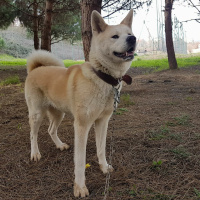Akita İnu, Köpek  Hachiko fotoğrafı