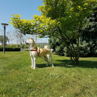 Akita İnu, Köpek  Hachiko fotoğrafı