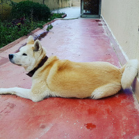 Akita İnu, Köpek  Hachiko fotoğrafı