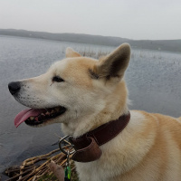 Akita İnu, Köpek  Hachiko fotoğrafı