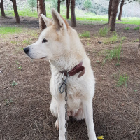 Akita İnu, Köpek  Hachiko fotoğrafı