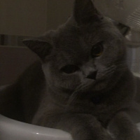 British Shorthair, Kedi  Kuki fotoğrafı
