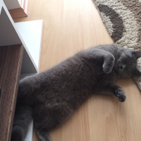 British Shorthair, Kedi  Kuki fotoğrafı