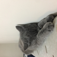 British Shorthair, Kedi  Kuki fotoğrafı