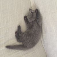 British Shorthair, Kedi  Kuki fotoğrafı