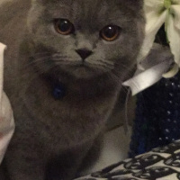 British Shorthair, Kedi  Kuki fotoğrafı