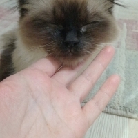 Bademmm1 kullanıcısının #252488 peti