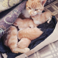 Tekir Kedi, Kedi  Sarı fotoğrafı