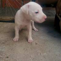 Amerikan Pitbull Terrier, Köpek  daisy fotoğrafı