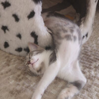 Tekir Kedi, Kedi  MaYa fotoğrafı