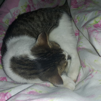 Tekir Kedi, Kedi  Gölge fotoğrafı