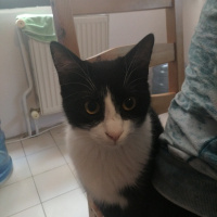 Tuxedo (Smokin) Kedi, Kedi  Badem fotoğrafı