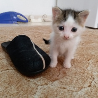 Tekir Kedi, Kedi  Annesi fotoğrafı