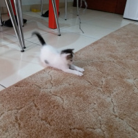 Tekir Kedi, Kedi  Annesi fotoğrafı