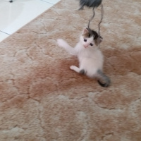 Tekir Kedi, Kedi  Annesi fotoğrafı