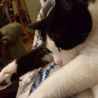 Tekir Kedi, Kedi  Mia fotoğrafı