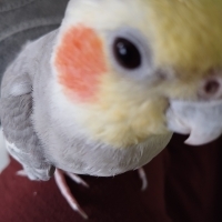 hayvansever004 kullanıcısının #252884 peti