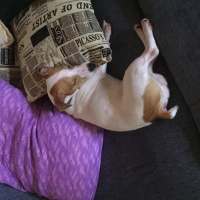 Jack Russell Terrier, Köpek  şef fotoğrafı