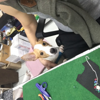 Jack Russell Terrier, Köpek  şef fotoğrafı