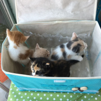 Tekir Kedi, Kedi  Sahipsizler fotoğrafı