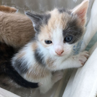 Tekir Kedi, Kedi  Sahipsizler fotoğrafı