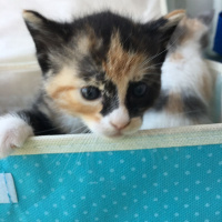 Tekir Kedi, Kedi  Sahipsizler fotoğrafı