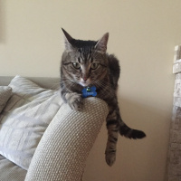 Tekir Kedi, Kedi  Piti fotoğrafı
